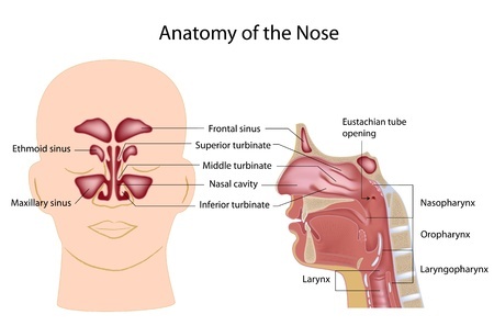 Анатомия носоглотки