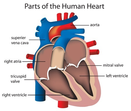 Анатомия сердца. Сердечные клапаны