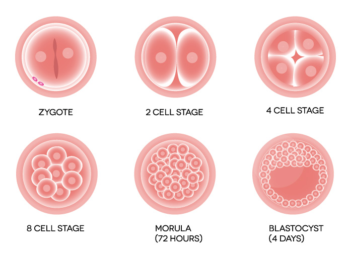 Стадии развития эмбрионов после ЭКО по дням