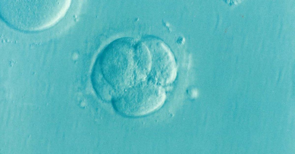 embryo 1514192 1920 Беременность