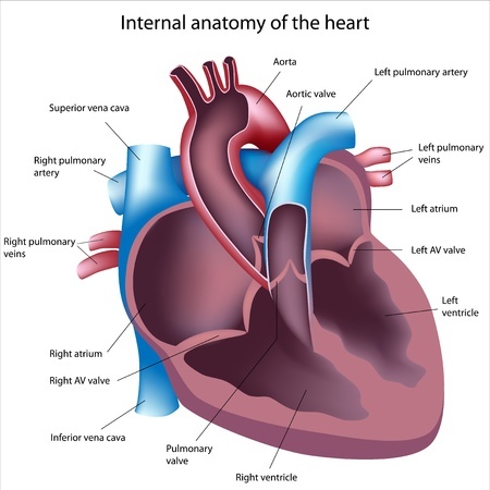 Внутренняя анатомия сердца 