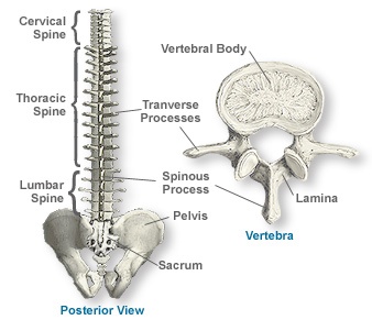 Хирургия позвоночника и спинного мозга 