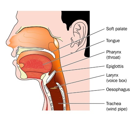 Анатомия горла и носа